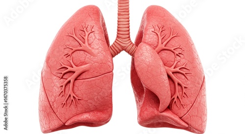 Illustration of human lungs with trachea on a white background anatomy