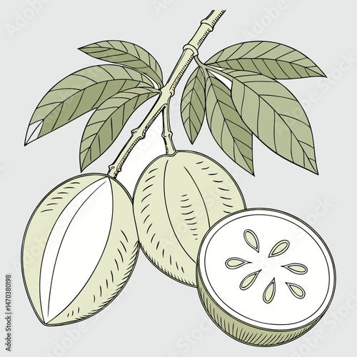 Vector illustration of fresh, ripe kiwi fruit with a green leaf design