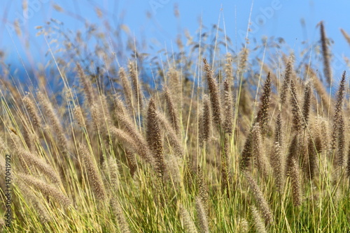 Reeds grow in a city park in northern Israel.