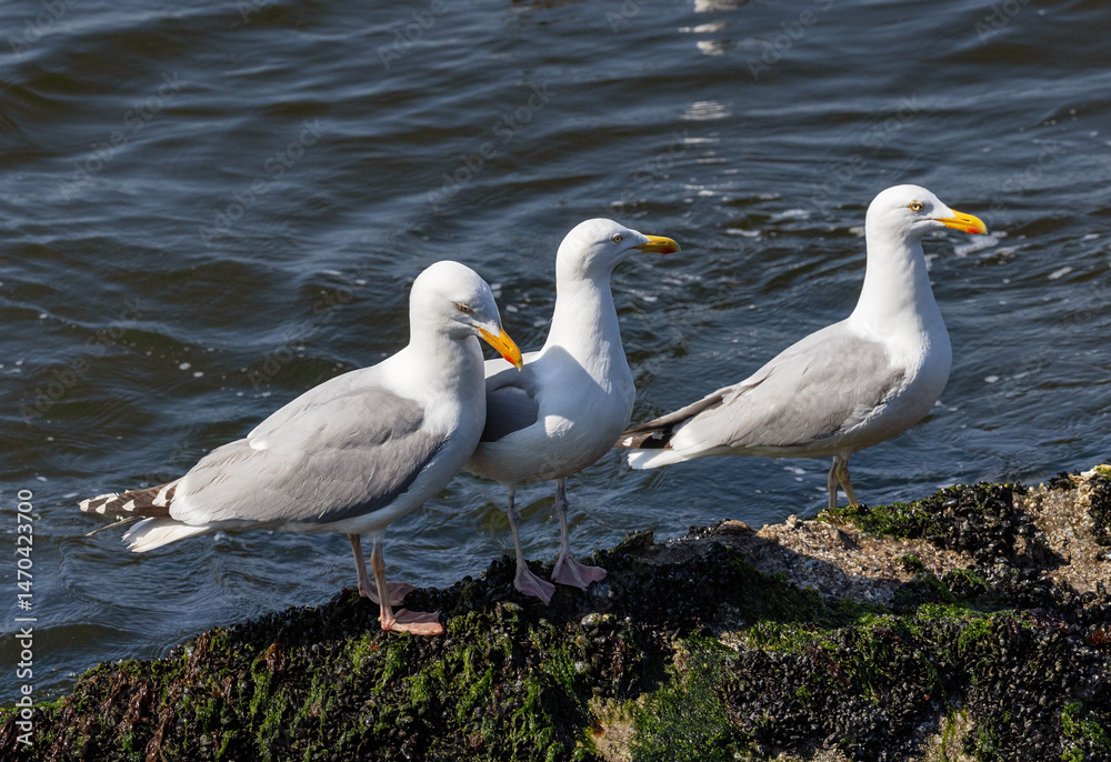 Obraz premium Seagull