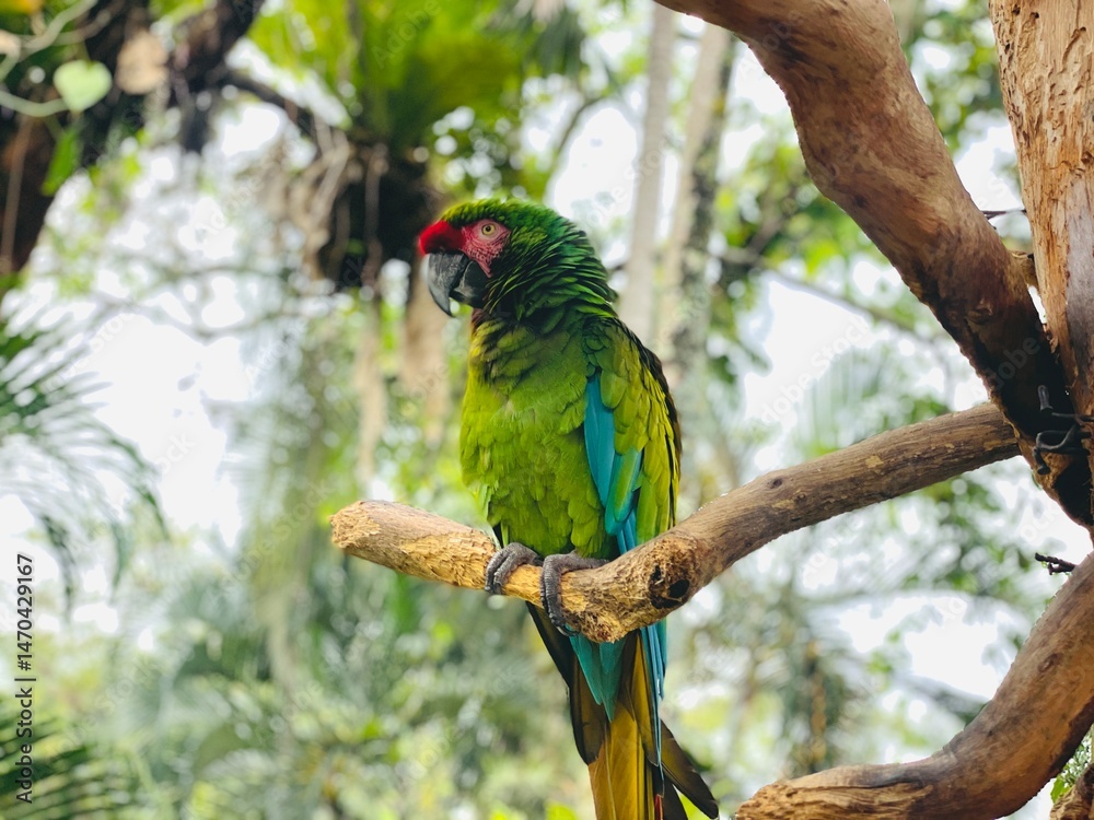 Naklejka premium Guacamaya verde