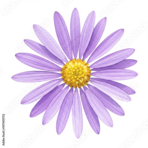 Purple Daisy Flower with Yellow Center on White Background