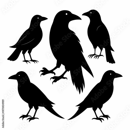 Set of crow vector on white background.