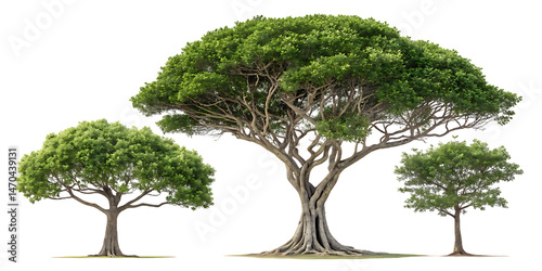 Ficus microcarpa (Chinese banyan, small-fruited fig, Malayan banyan, Indian laurel, or curtain fig) frontal set street trees, AI Generative