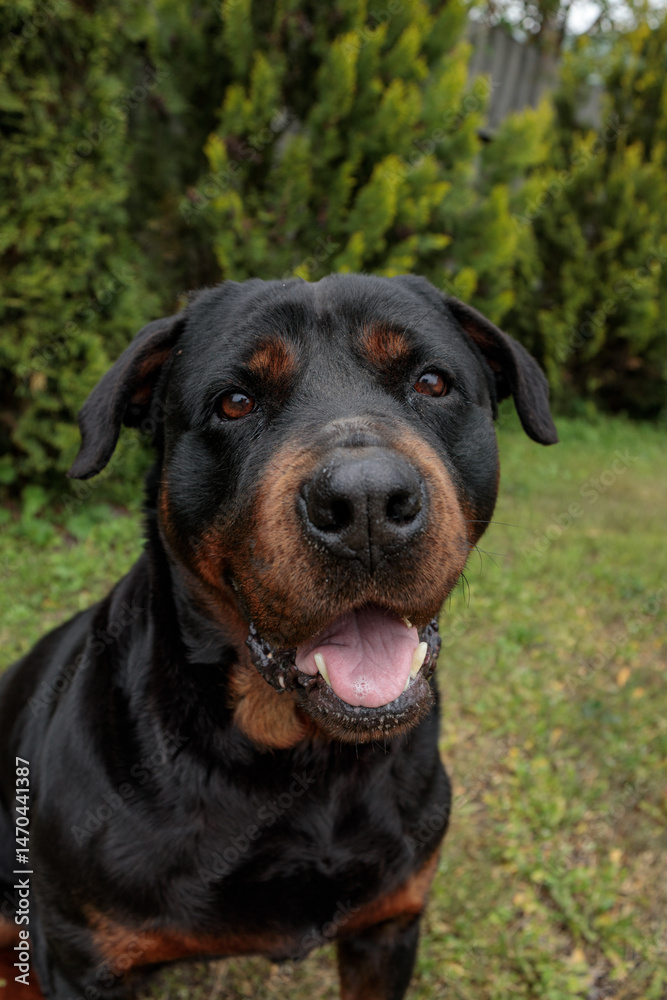 rottweiler in the green grass rottweiler in the green grass