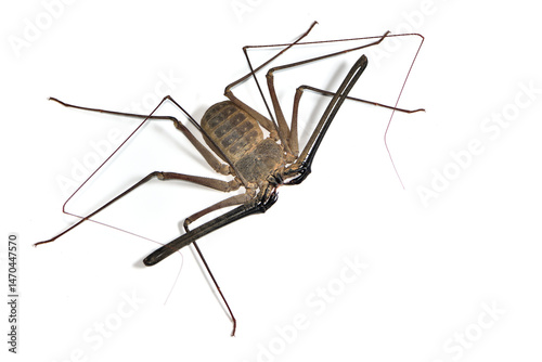 Closeup of the Arabian whip spider Phrynichus dhofarensis from Oman, photographed on white background.