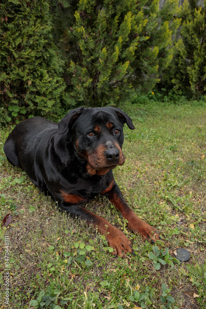 rottweiler in the green grass rottweiler in the green grass