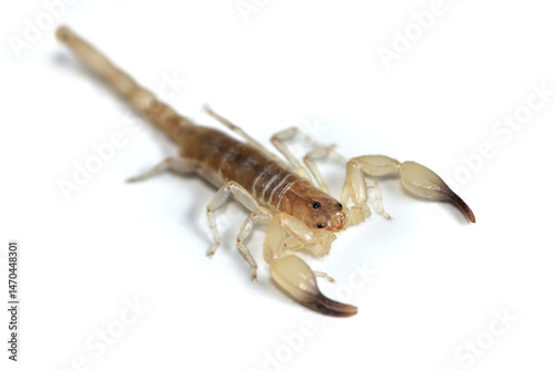 Closeup of the infamous yellow scorpion Hemiscorpius species from Oman, photographed on white background.