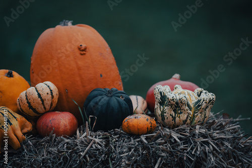 Pumpkin season