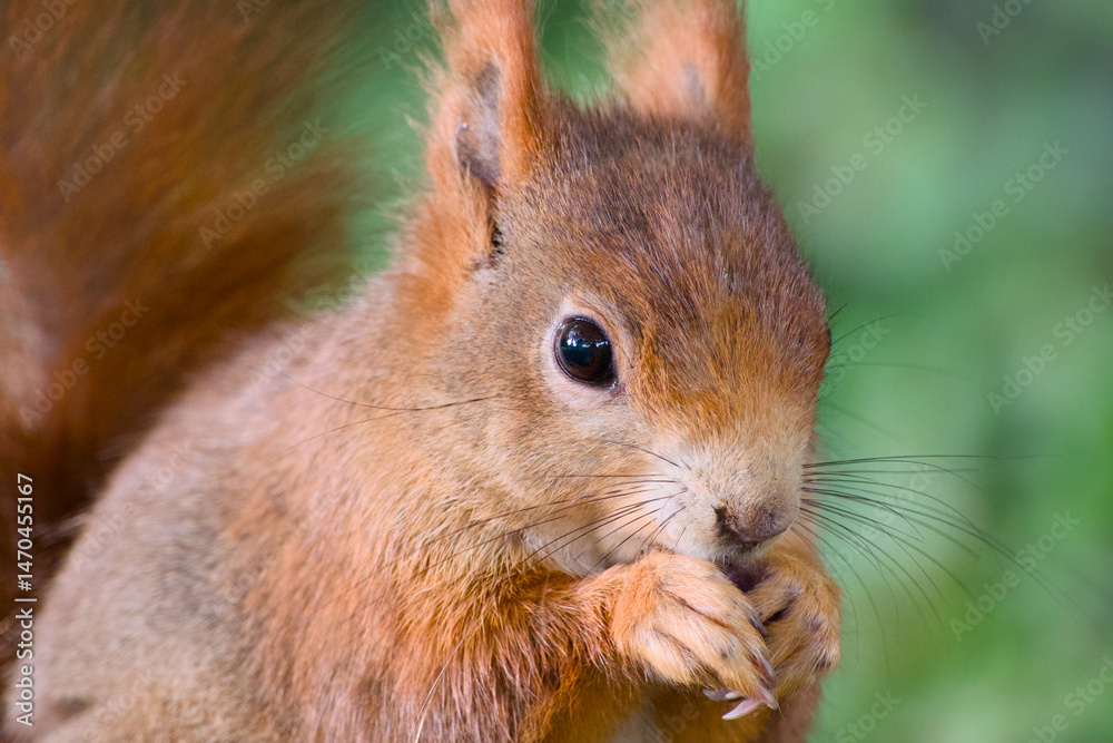 Fototapeta premium cute red squirrel close-up portrait