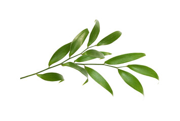 Green twig of italian ruscus (DANAE RACEMOSA) with fresh leaves isolated on white or transparent background