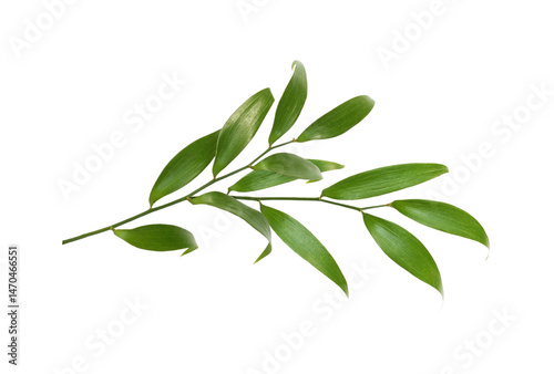 Photography Green twig of italian ruscus (DANAE RACEMOSA) with fresh leaves isolated on whit