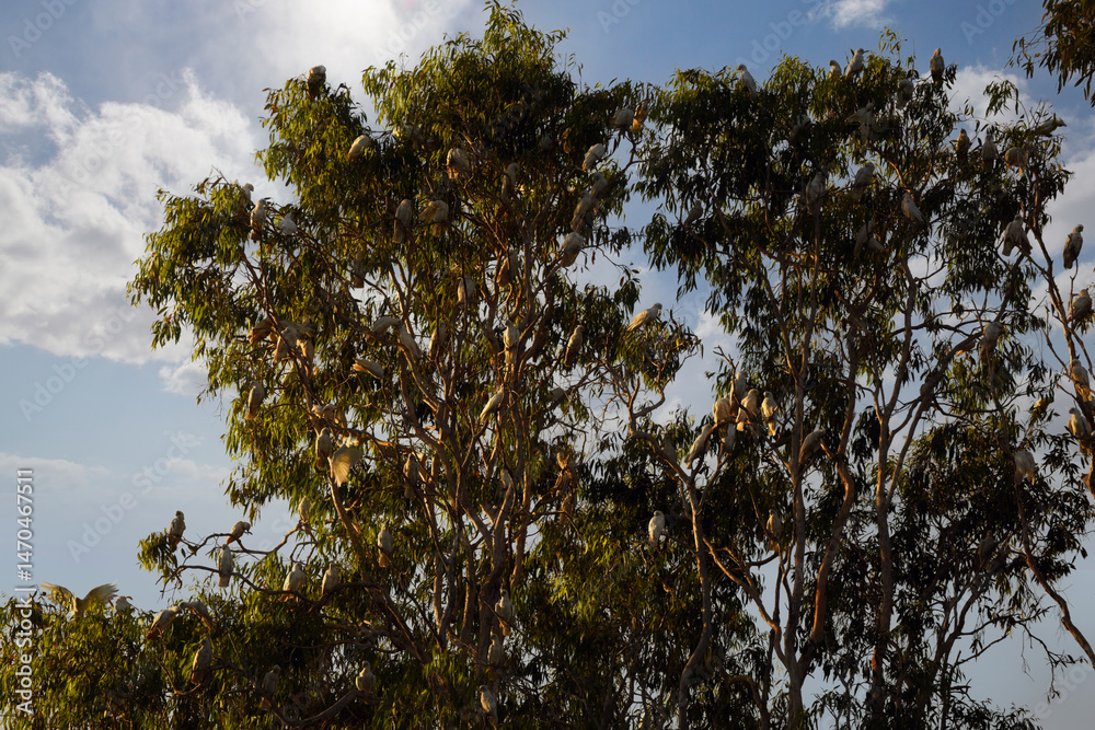 Fototapeta premium little Corellas (Cacatua sanguinea) on a tree while sunset, Kakadu National Park, Northern Territory, Australia 