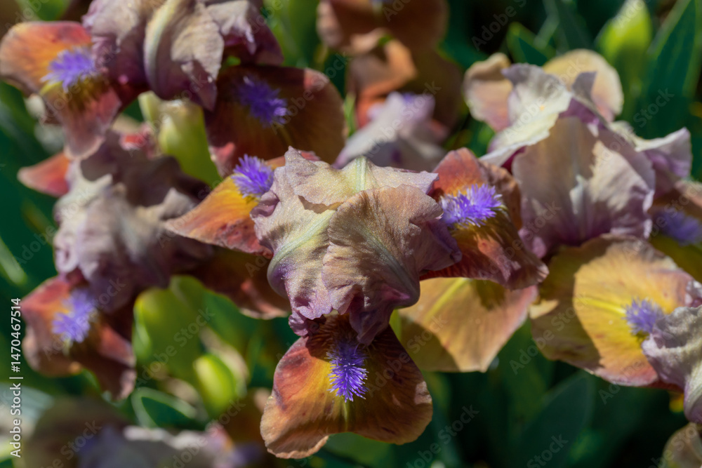 Close-Up of Vibrant Irises Blooming in a Spring Garden