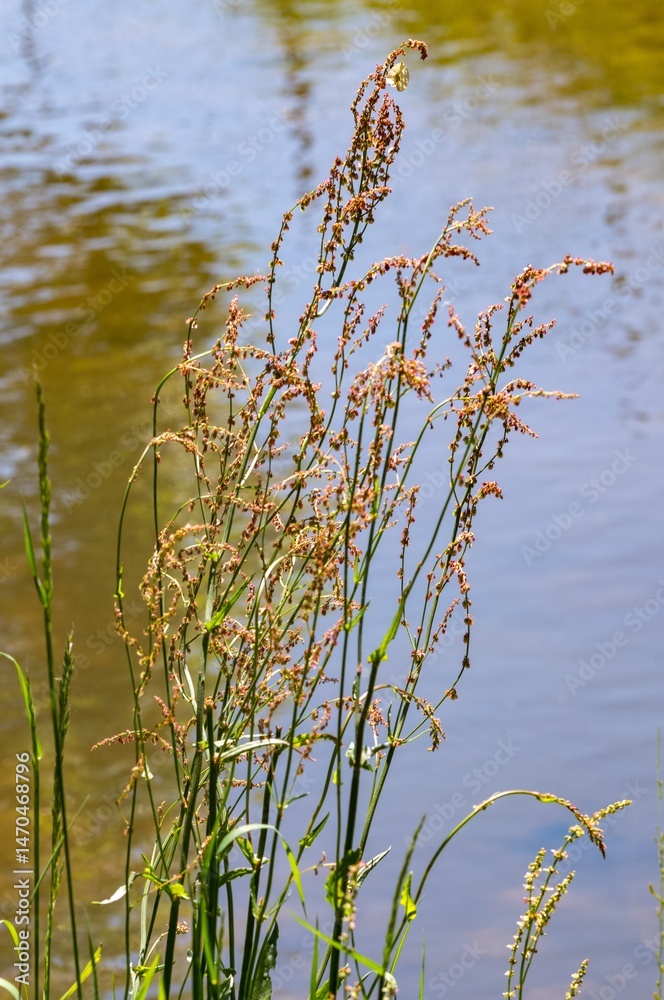 Obraz premium Common sorrel growing near water with butterfly perched on top