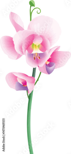 Sweet pea flower in watercolor. Isolated delicate floral illustration for spring and romantic themes.