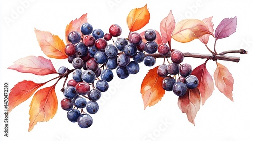 Watercolor Elder Berries and Wild Grapes Branch Illustration
