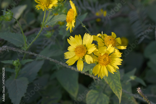 Golden Crownbeard (Also called Golden Crownbeard, Copen Daisy, golden crown beard) in the nature, Golden Crownbeard Flower closeup,Beautiful yellow flower closseup in nature Chakwal, Punjab, Pakistan photo