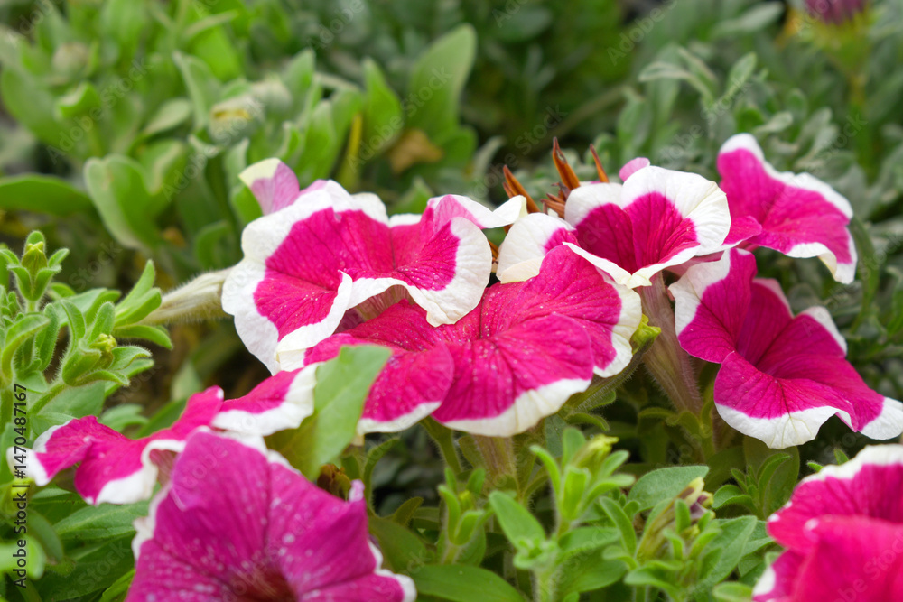 Naklejka premium Red White petunias in the garden, Petunia, Close up of Red White Petunia flower in the garden, Petunia flower and blurred background, Background of Red White petunia flowers, spring flower Closeup.