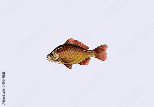 Watercolor freshwater carp vector illustration