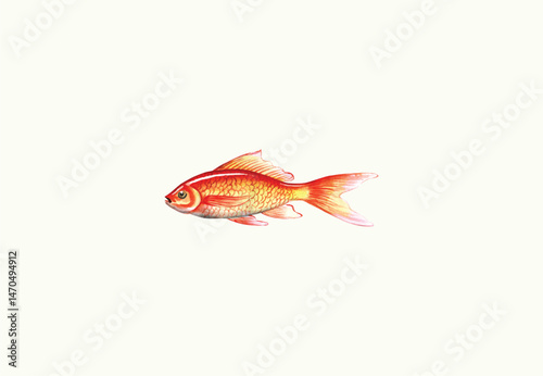 Watercolor freshwater carp vector illustration