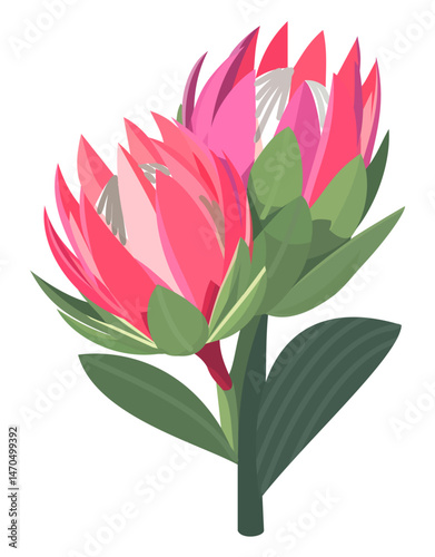 Bud of protea. Vector isolated illustration