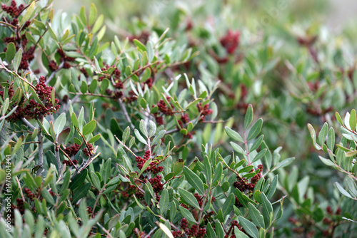 Pistachio plant shrub mastic tree