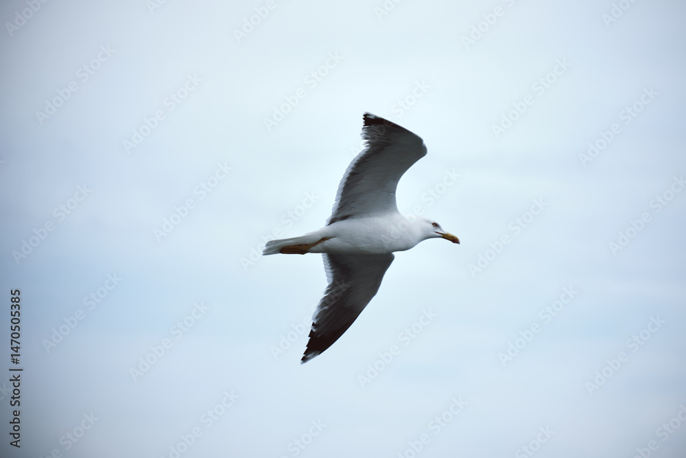Obraz premium Majestic seagull in flight against a clear blue sky with graceful wingspan