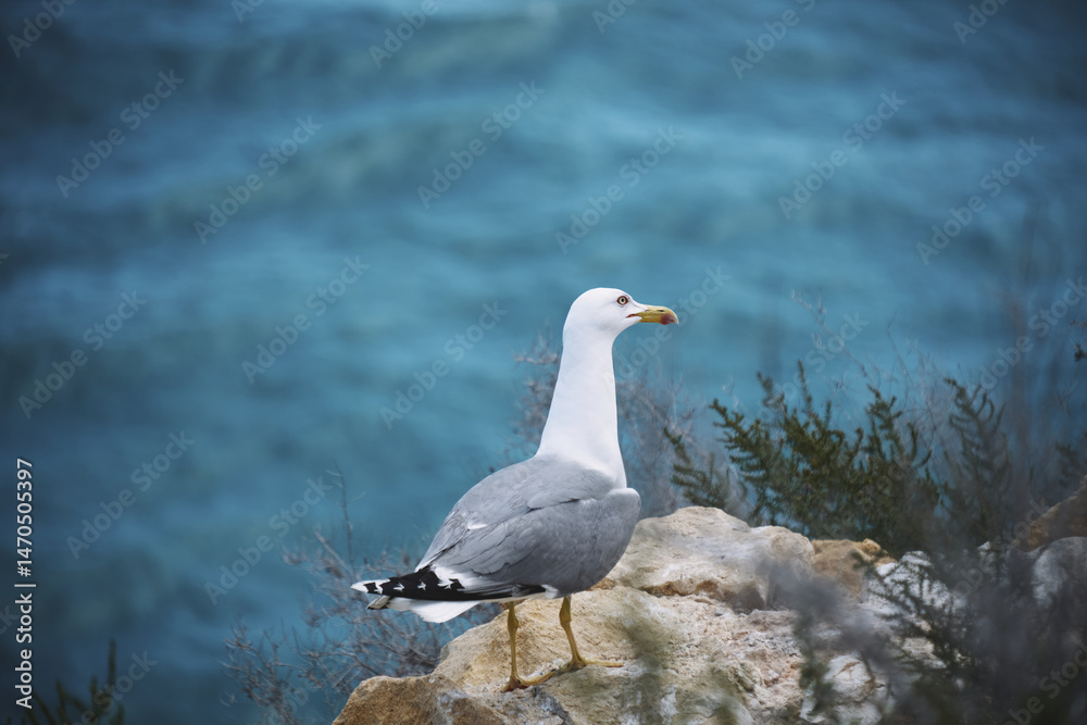 Obraz premium Seagull perched on coastal cliff overlooking tranquil ocean waters