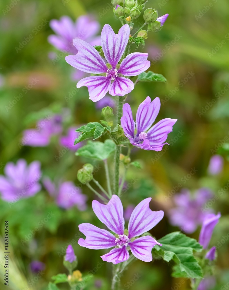peaceful flowers and natural environment in nature peaceful flowers and natural environment in nature
