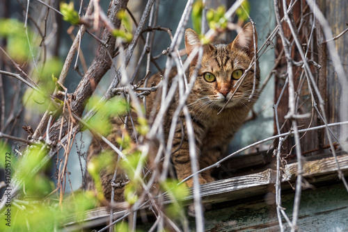 The cat peeks out from behind the branches.