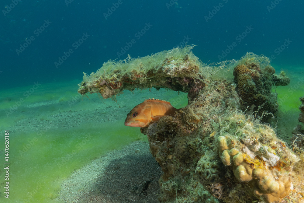 Fototapeta premium Fish swimming in the Red Sea, colorful fish, Eilat Israel 