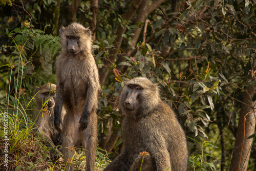 Olive baboons (Papio anubis) observed in the wild savannah landscape of Uganda, showcasing their complex social behavior and adaptive foraging in their natural habitat.