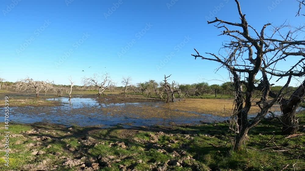 laguna en el bosque
