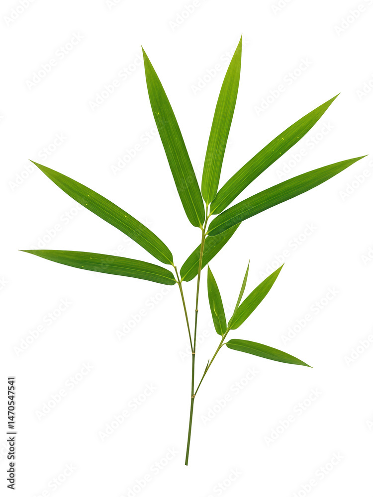 Fototapeta premium A thin bamboo leaf with pointed ends and smooth edges, arranged in pairs along a slender green twig, minimalistic and realistic, isolated on a transparent background.