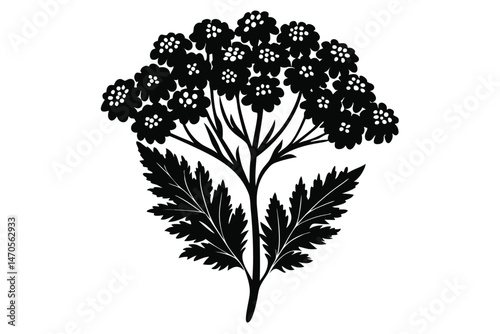 A detailed floral botanical silhouette shows queen anne's lace with intricate leaves and flower details