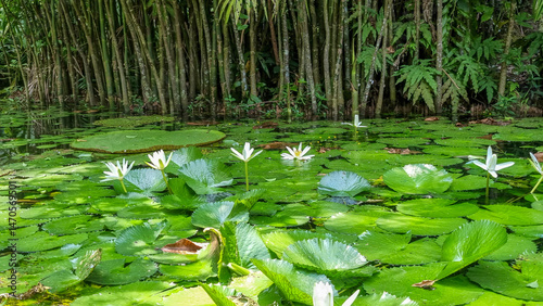 Lago com vitória régia e flor narciso 