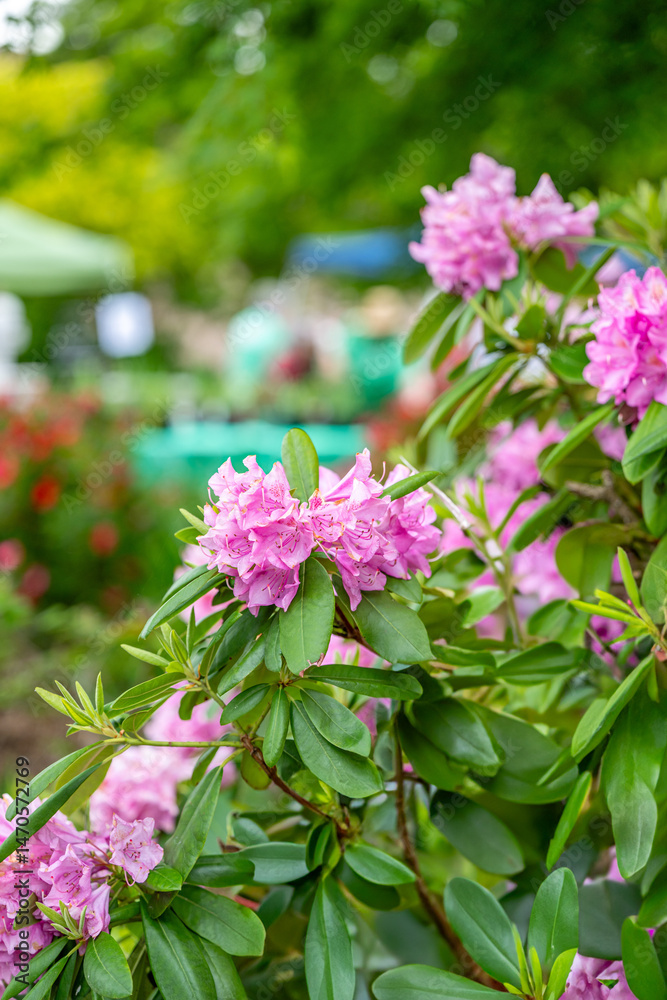 Obraz premium rhododendron blooming in market