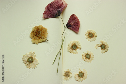 Herbarium flowers in an open notebook. Dried poppy and chrysanthemum flowers. Herbarium composition. Pressed flowers