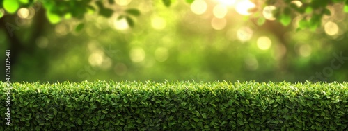 Lush green hedge with a blurred background of nature