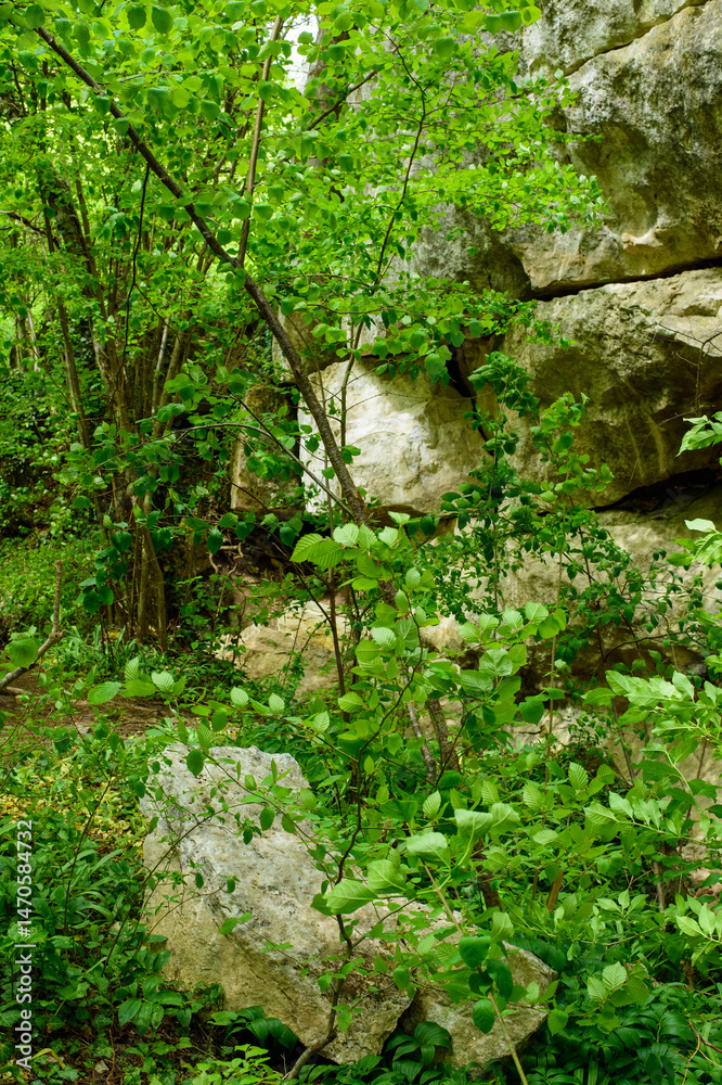 Obraz premium waterfall in the forest