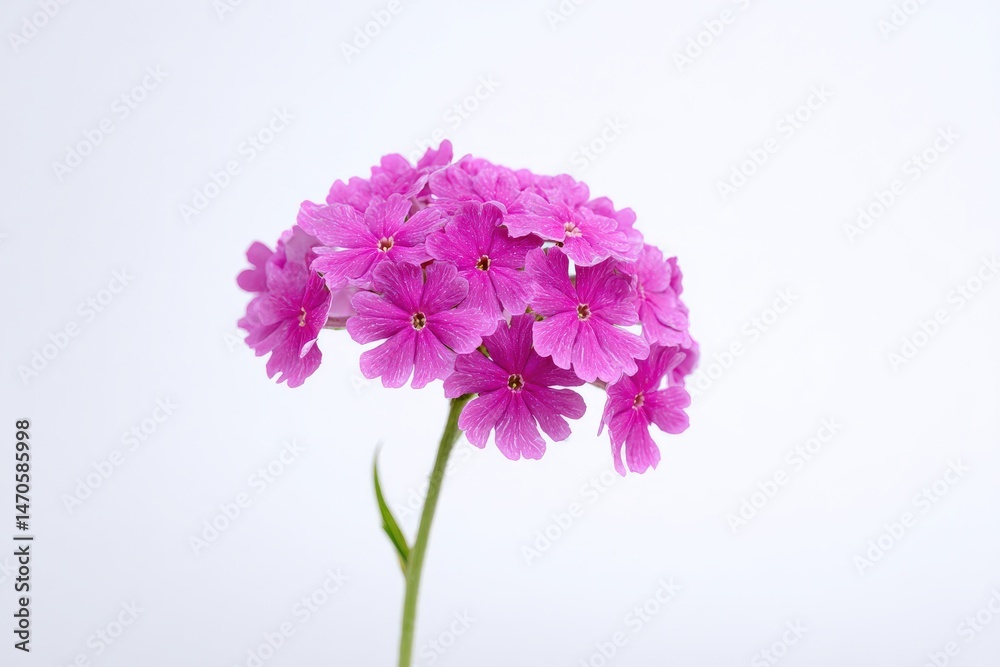 Fototapeta premium Delicate pink blossoms against a soft white backdrop. A cluster of flowers in full bloom, creating a serene image.