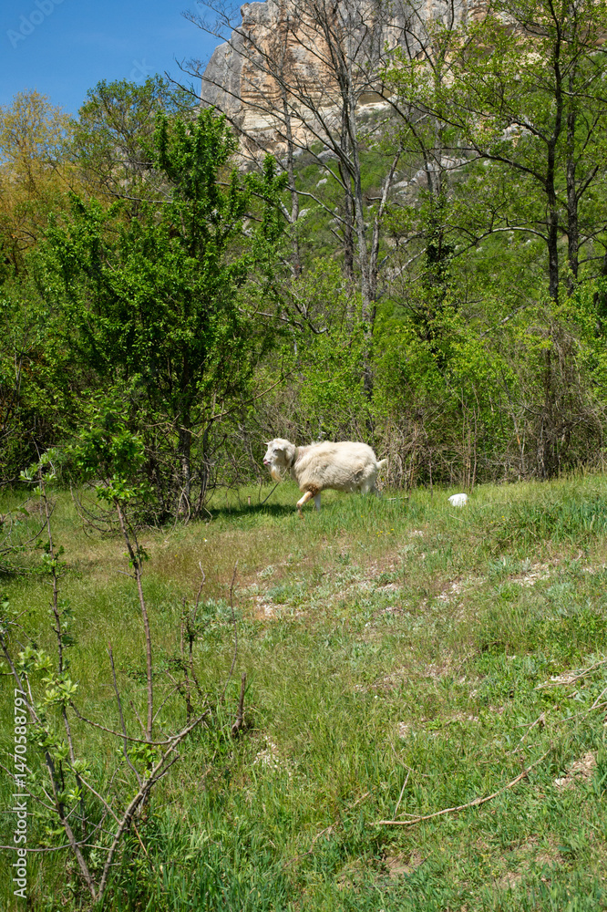 Fototapeta premium sheep on the mountain