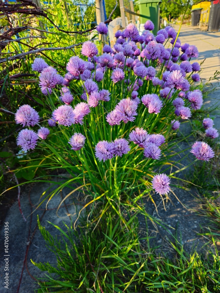 Fototapeta premium Fresh chives in the garden. Purple chive flower growing in a garden.