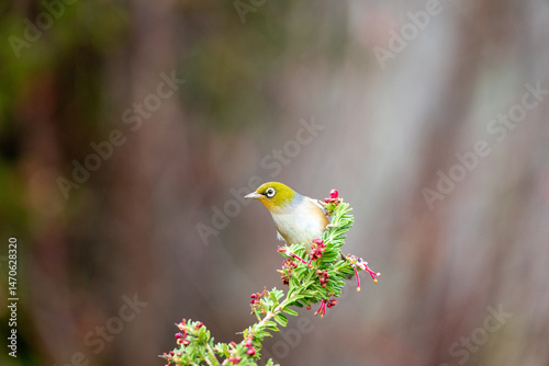 A waxeye also known as a silvereye bird on a branch with pink flowers with space for text
