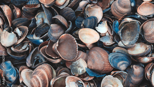 A pile of shells with some of them broken. shells are of different sizes and colors. Concept of abundance and variety