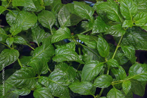Habanero chocolate young plant. Sprout of Habanero Chili Pepper Plant