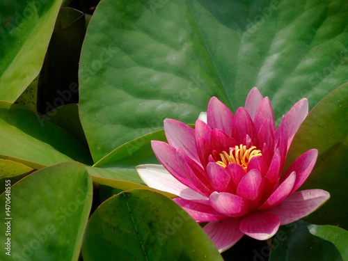 A vibrant pink water lily Nymphaea with opened petals revealing central stamens and pistils, set against a backdrop of green aquatic plants or lily pads on calm water Natural lighting creates subt