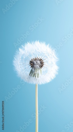 White Dandelion Seed Head Against a Light Blue Background