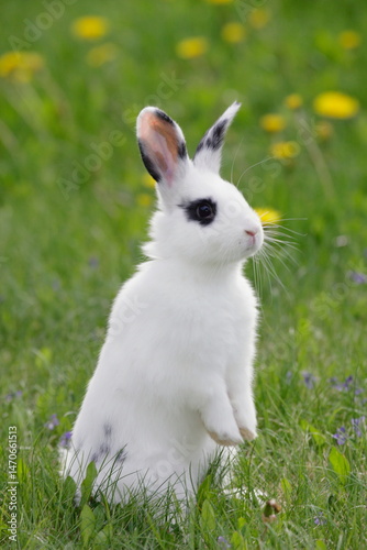 Rabbit domestic white with black standing on hindlegs.in meadow, watching.